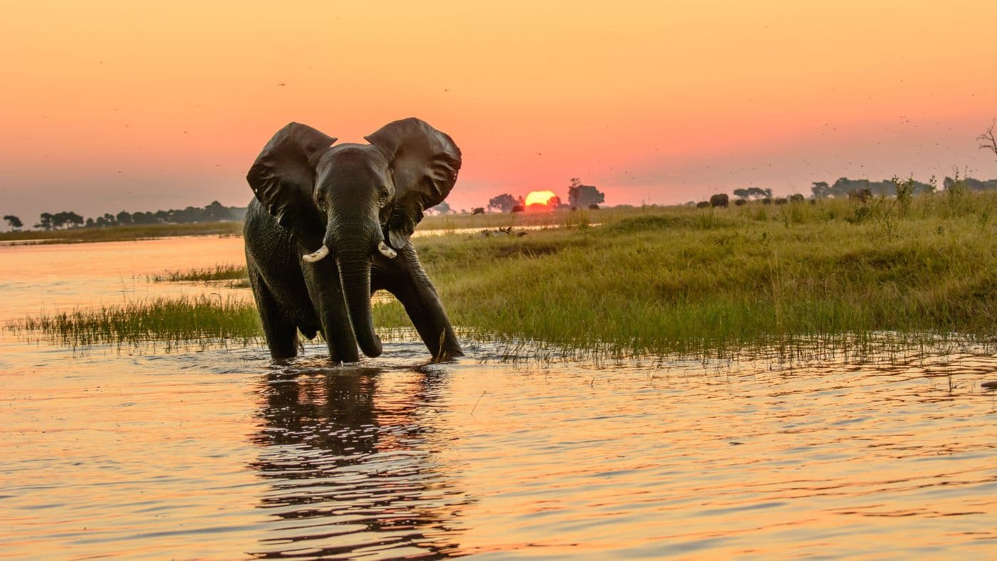 African elephant in the Chobe river at dusk.