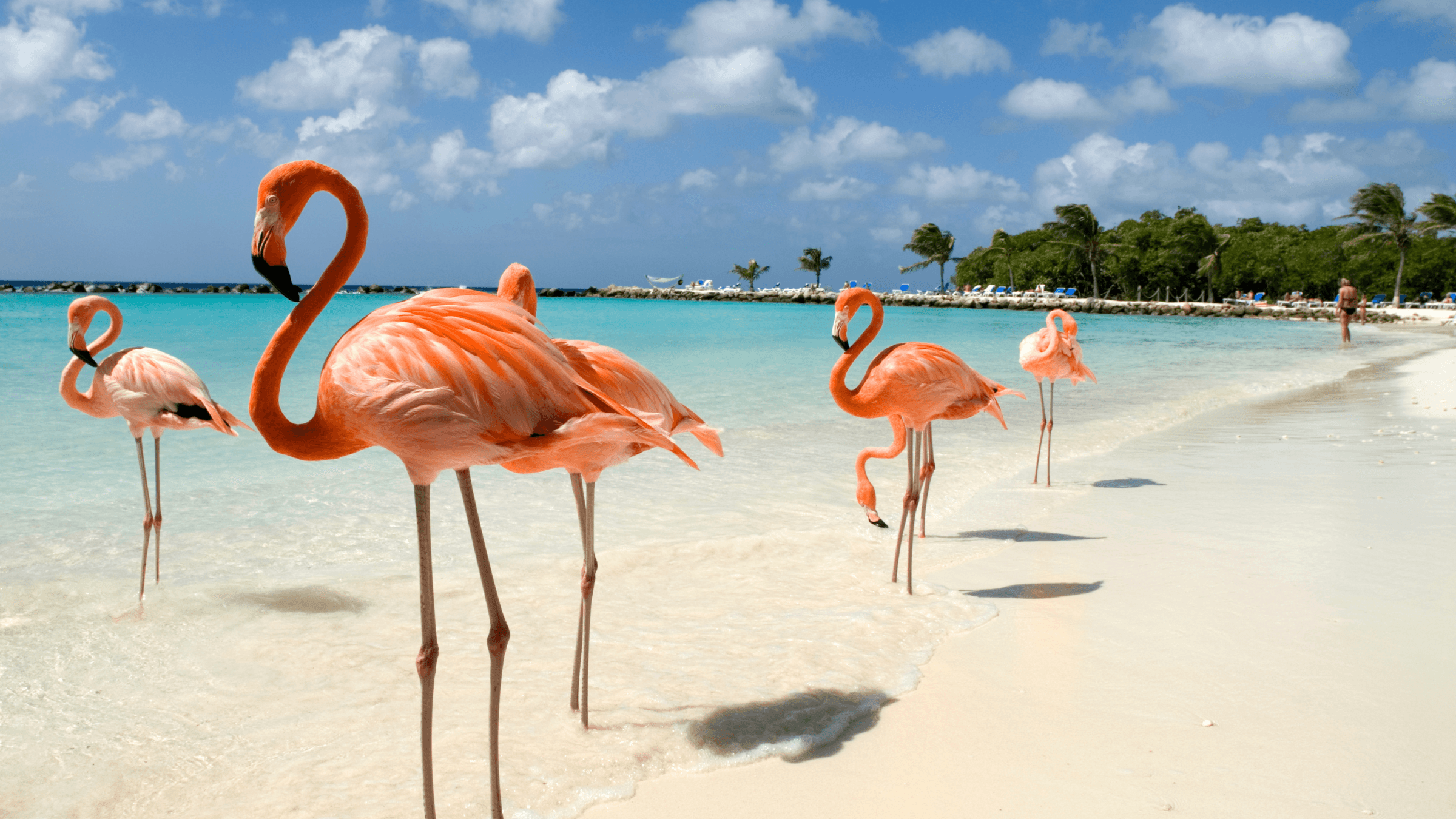 Flamingos on the Beach
