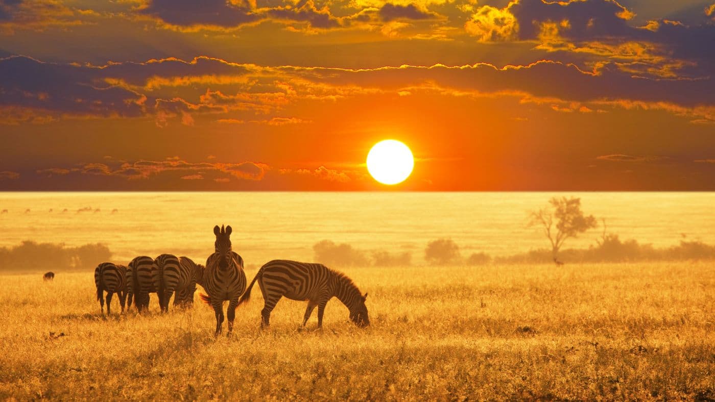 Zebras at sunset in Namibia.