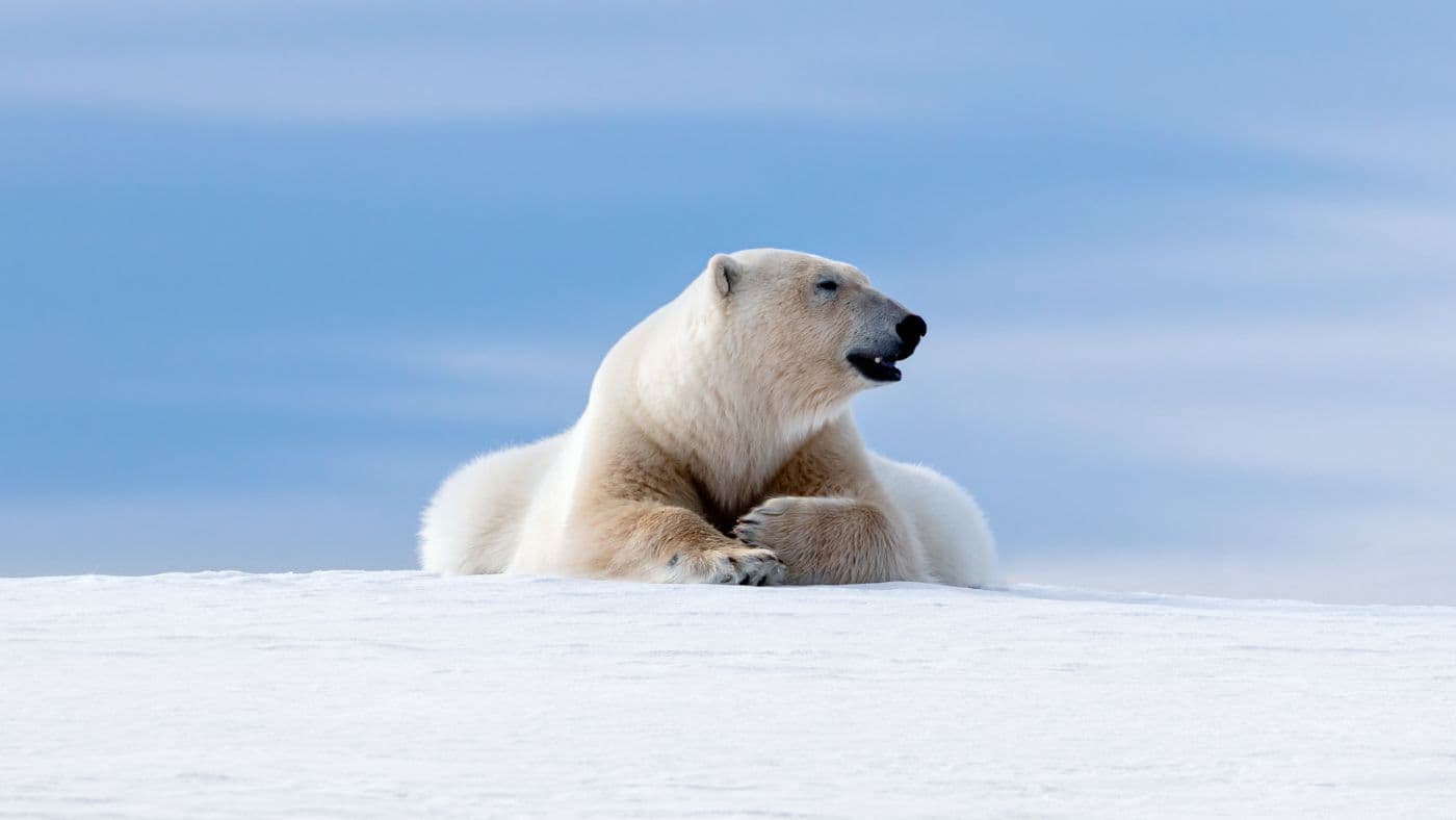 Polar Bear Laying on the Frozon Snow of Svalbard