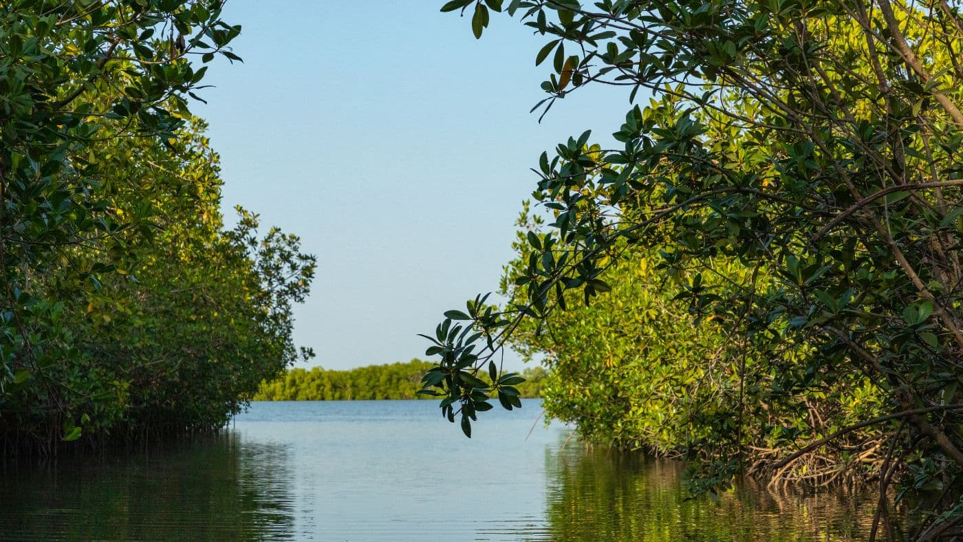 Green mangrove trees in forest. Gambia.
