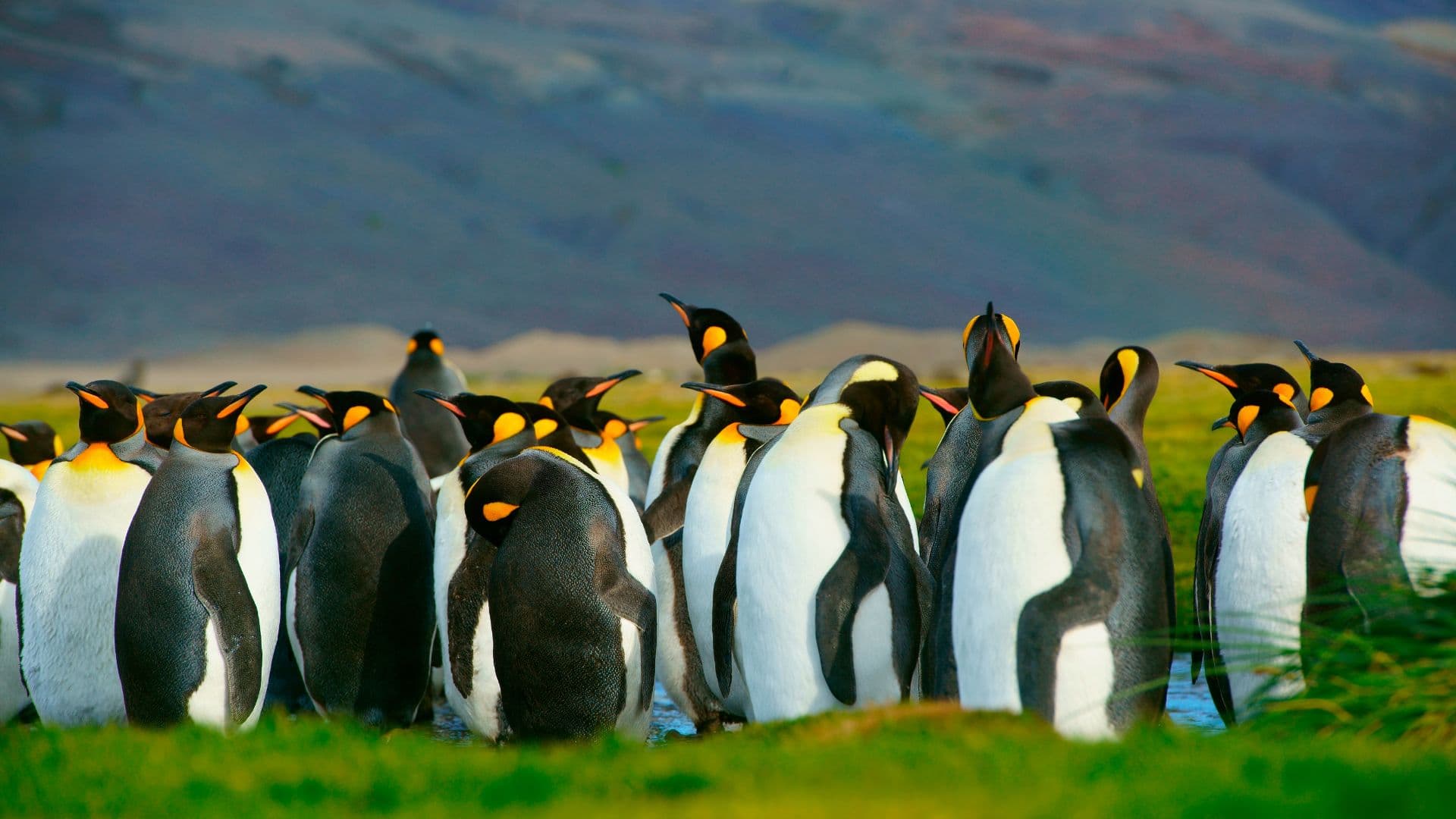 King penguins in the Falkland Islands