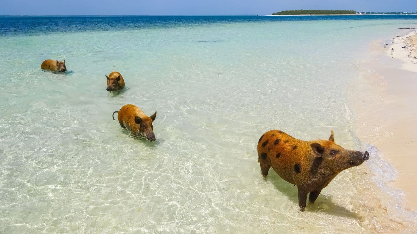 Pig Beach, Bahamas
