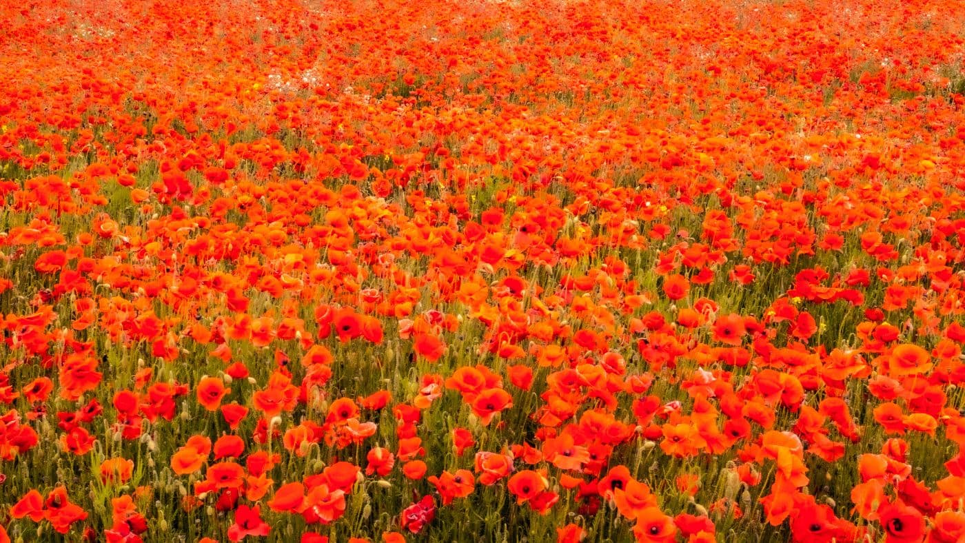 Red Poppies in Flanders Fields symbol for remembrance Day WW1
