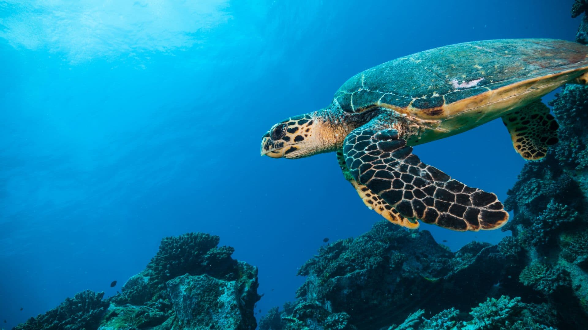 Turtle swimming in the Indian Ocean
