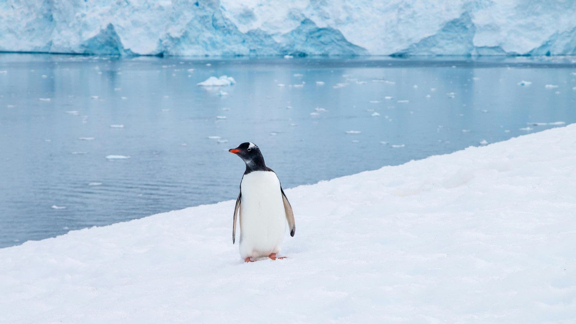 A lone Gentoo penguin on an iceberg