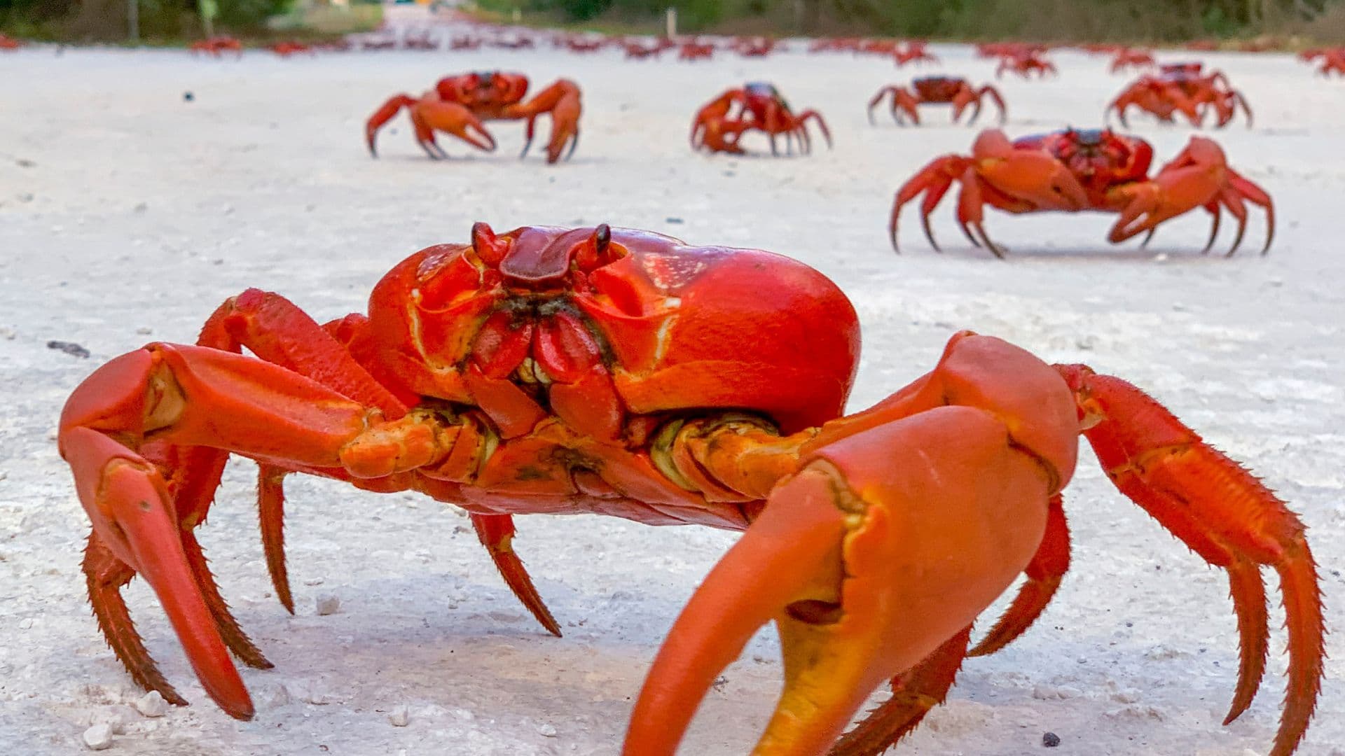 Red crab migration