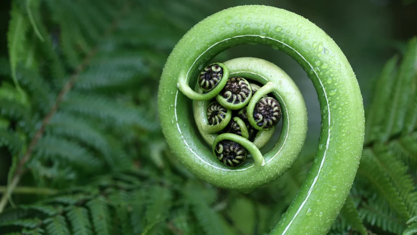 Koru